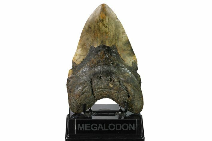 Huge, Fossil Megalodon Tooth - North Carolina #172601